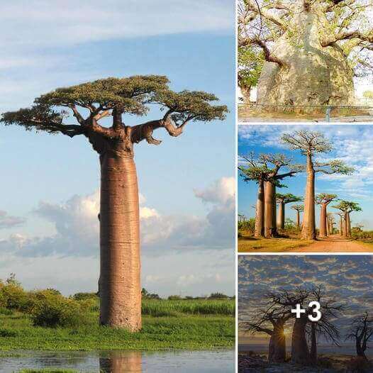 The Baobab Tree A Window into the Past and Future of Africa Edi Life